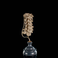 Real Human spine C1 to C7