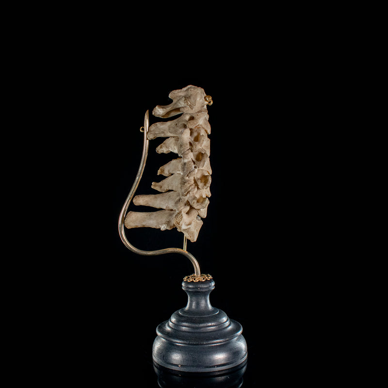 Real Human spine C1 to C7