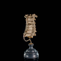 Real Human spine C1 to C7