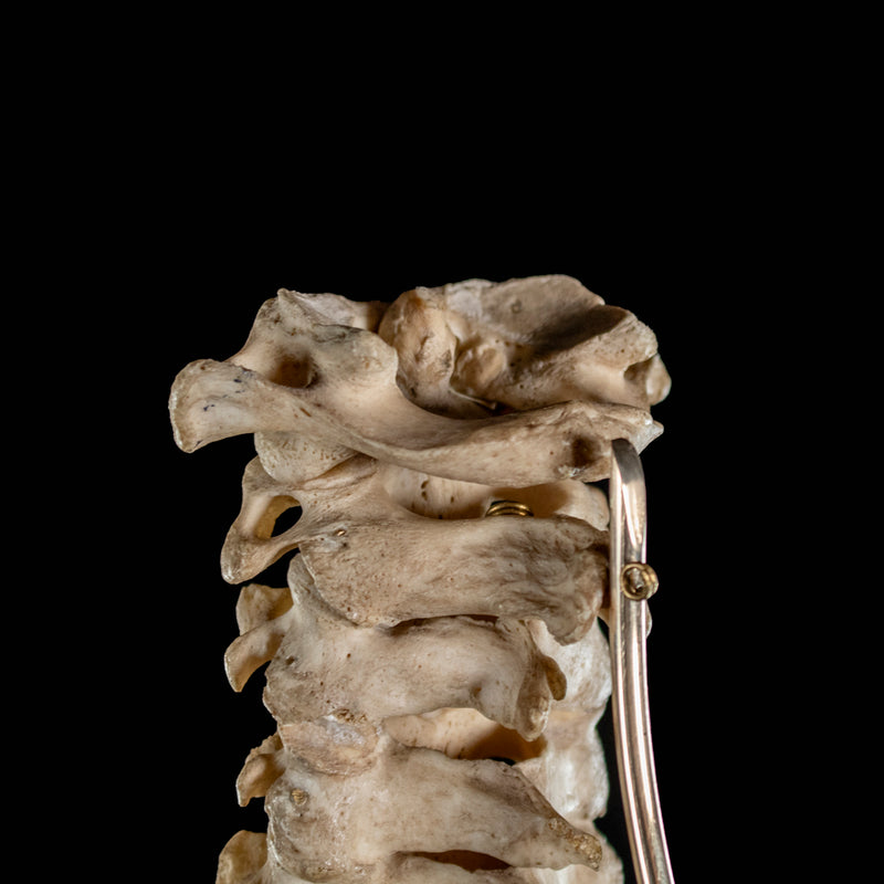 Real Human spine C1 to C7