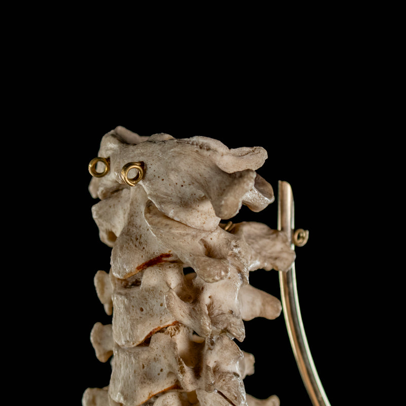 Real Human spine C1 to C7