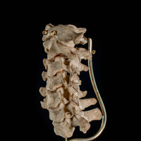 Real Human spine C1 to C7