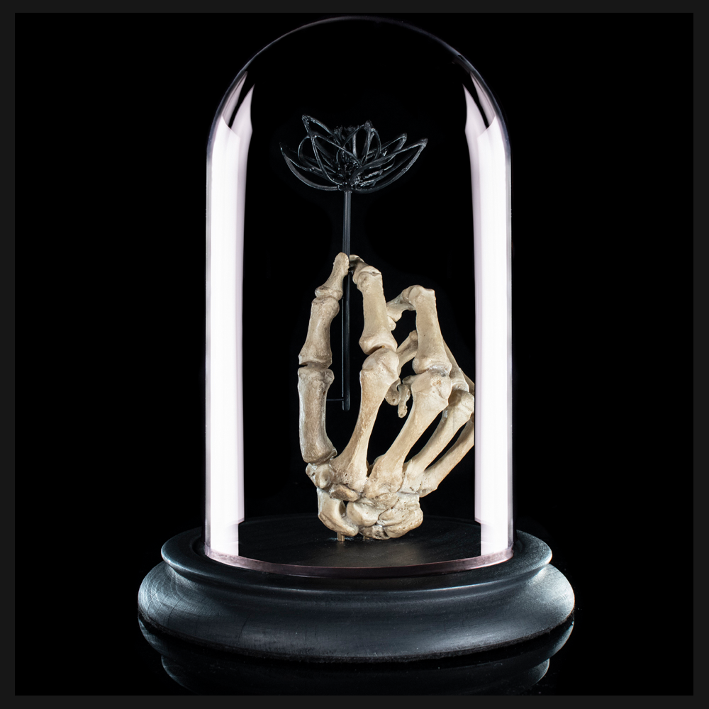 Real human skeleton hand holding black bone flower