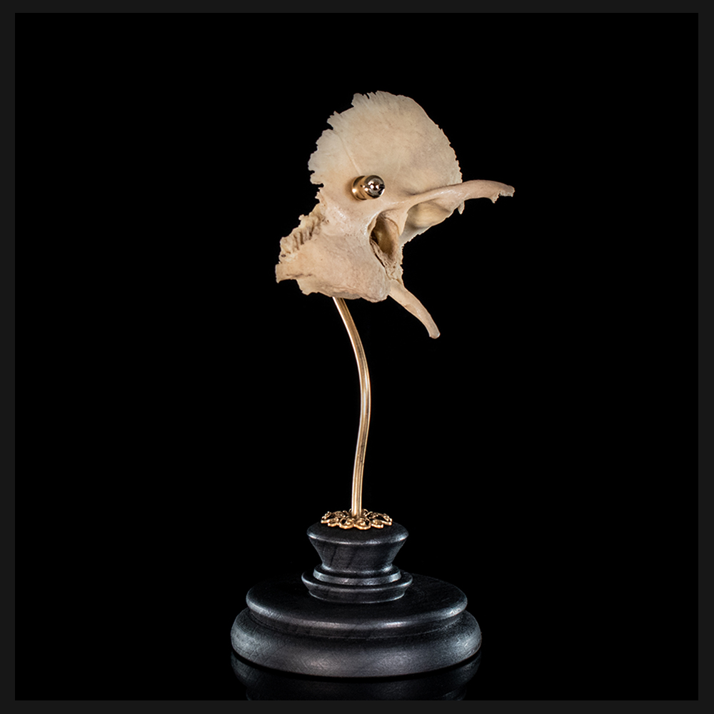 Human skull Temporal bone (right)