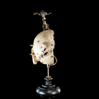 Antique Trephine mounted with real human skull