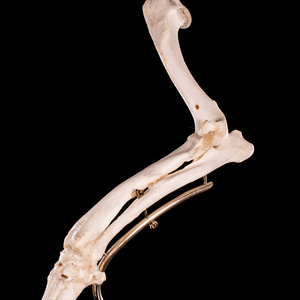 Mounted rear dog leg bone