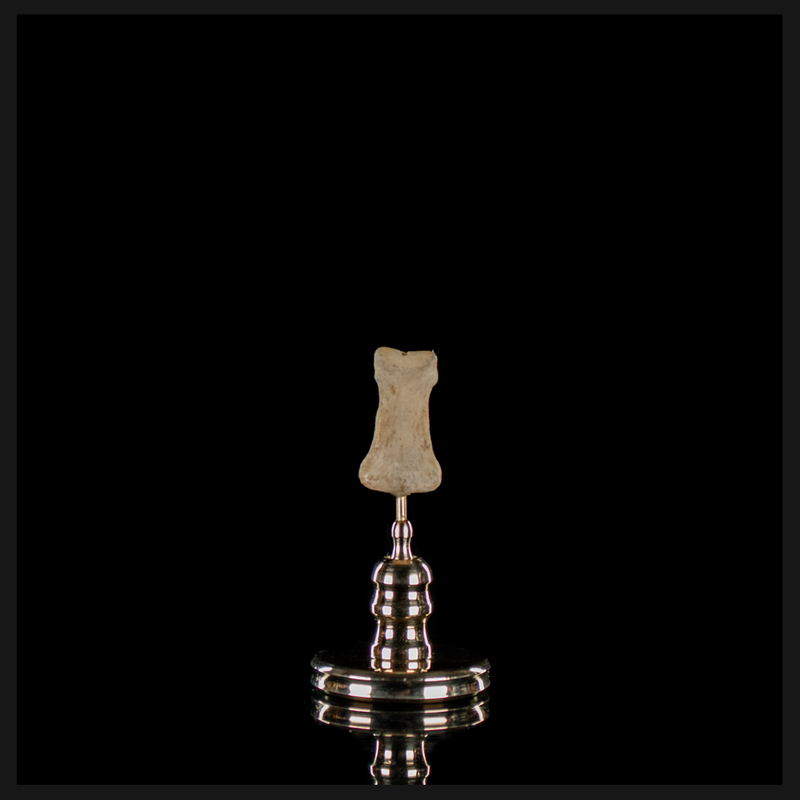 Human finger bone, on custom brass base