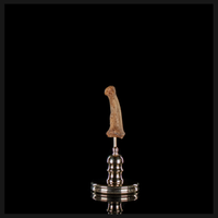 Human finger bone, on custom brass base