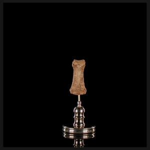 Human finger bone, on custom brass base