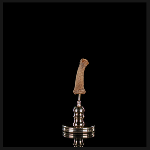 Human finger bone, on custom brass base