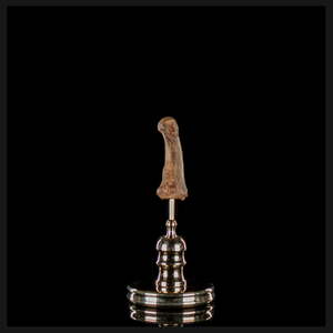 Human finger bone, on custom brass base