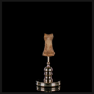 Human finger bone, on custom brass base