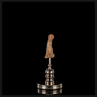 Human finger bone, on custom brass base