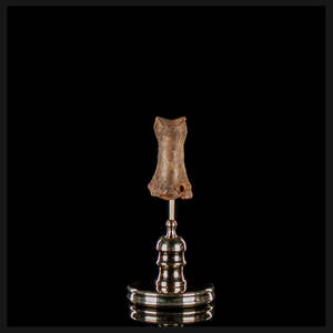 Human finger bone, on custom brass base