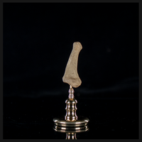 Human finger bone, on custom brass base