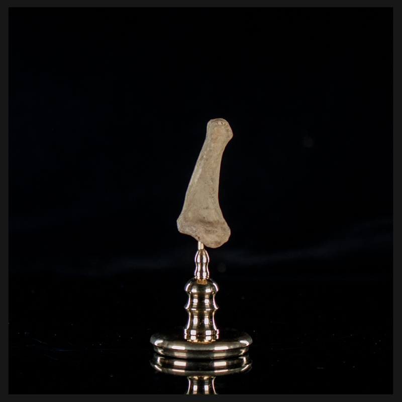 Human finger bone, on custom brass base