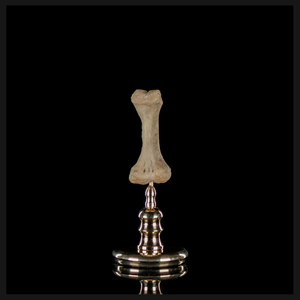 Human finger bone, on custom brass base