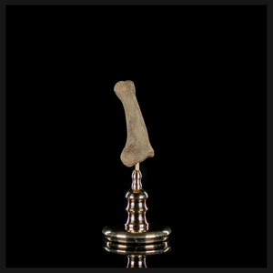 Human finger bone, on custom brass base