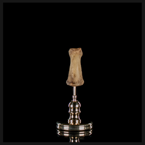 Human finger bone, on custom brass base