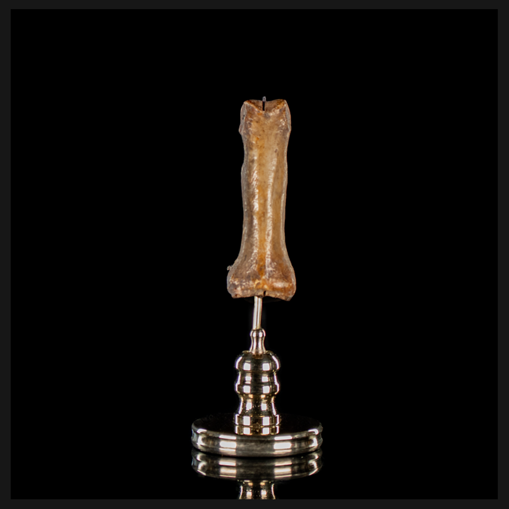 Human finger bone, on custom brass base