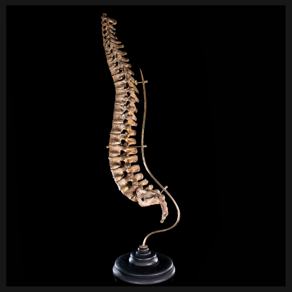 Real Human spine, Antique