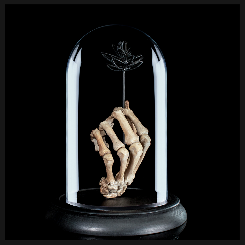 Real human skeleton hand holding black bone flower