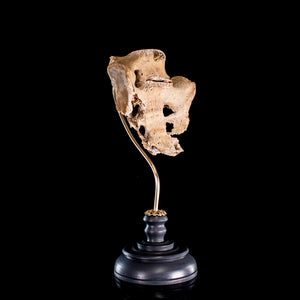 Human sacrum professionally mounted on a hand turned wooden base and bespoke&nbsp;brass mount.