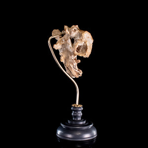 Human sacrum professionally mounted on a hand turned wooden base and bespoke&nbsp;brass mount.