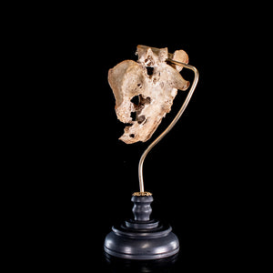 Human sacrum professionally mounted on a hand turned wooden base and bespoke&nbsp;brass mount.