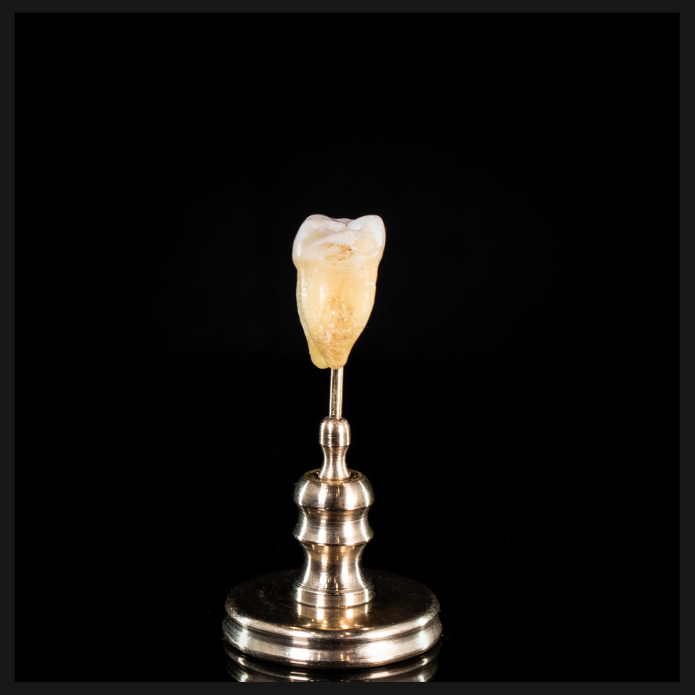 Human tooth, on custom brass base