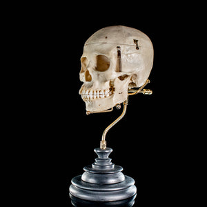 Human skull with a custom brass Base