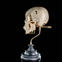 Human skull with a custom brass Base