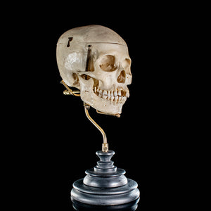 Human skull with a custom brass Base