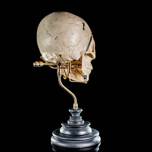 Human skull with a custom brass Base