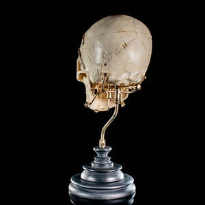 Human skull with a custom brass Base