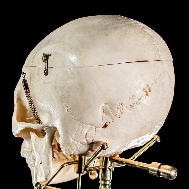 Human skull with a custom brass Base