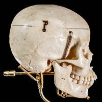 Human skull with a custom brass Base