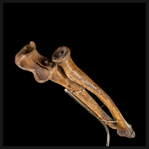 Real human radius and ulna