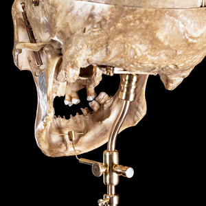 Human skull with moving mouth articulation