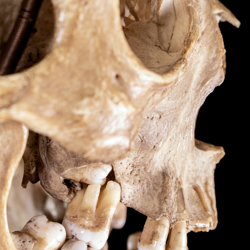 Human skull with moving mouth articulation