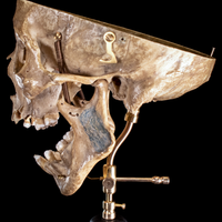 Human skull with moving mouth articulation